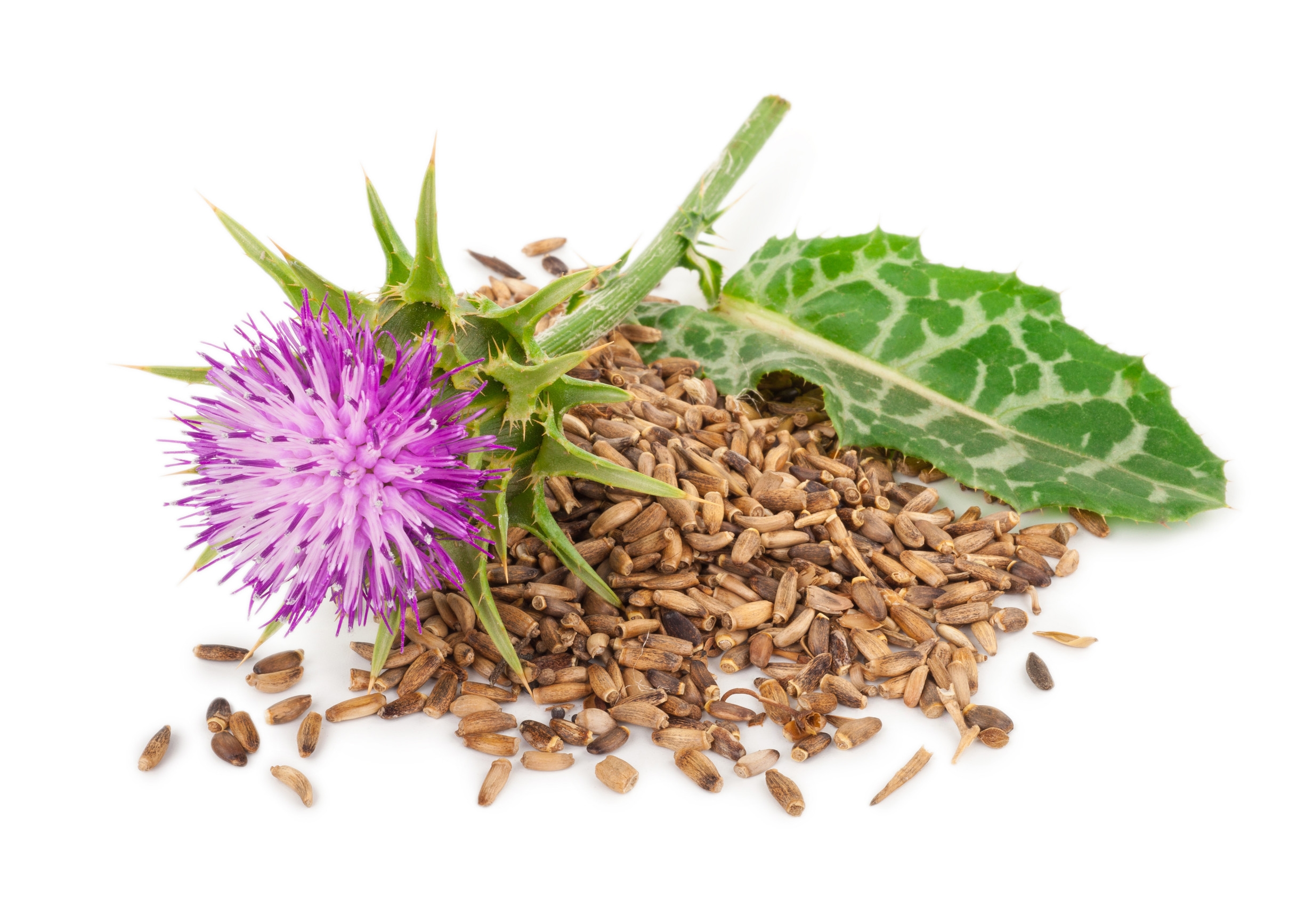 Ingredient: Ekstrakt z nasion ostropestu plamistego